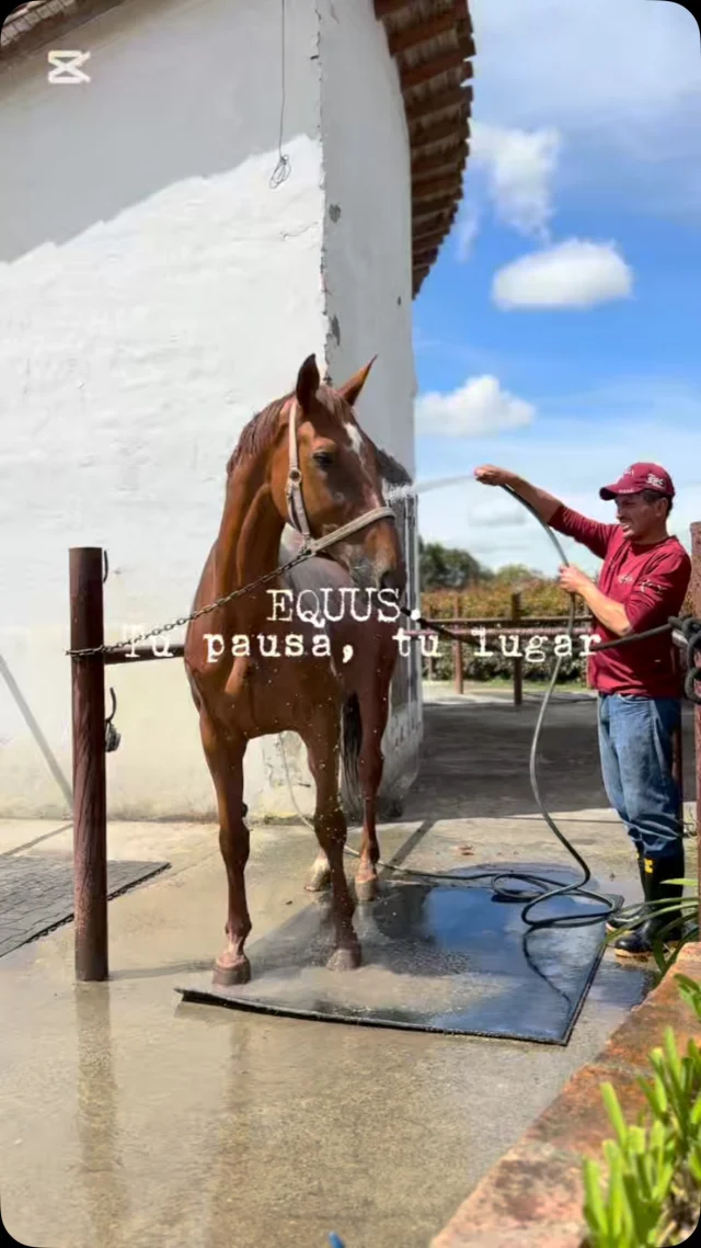 🌿✨ A veces no es el cansancio del cuerpo, sino el cansancio del alma.
Detenerte, respirar y sentir puede cambiarlo todo.

Equus. Tu pausa, tu lugar. 🤎

#equus #bienestar #pausaconpropósito