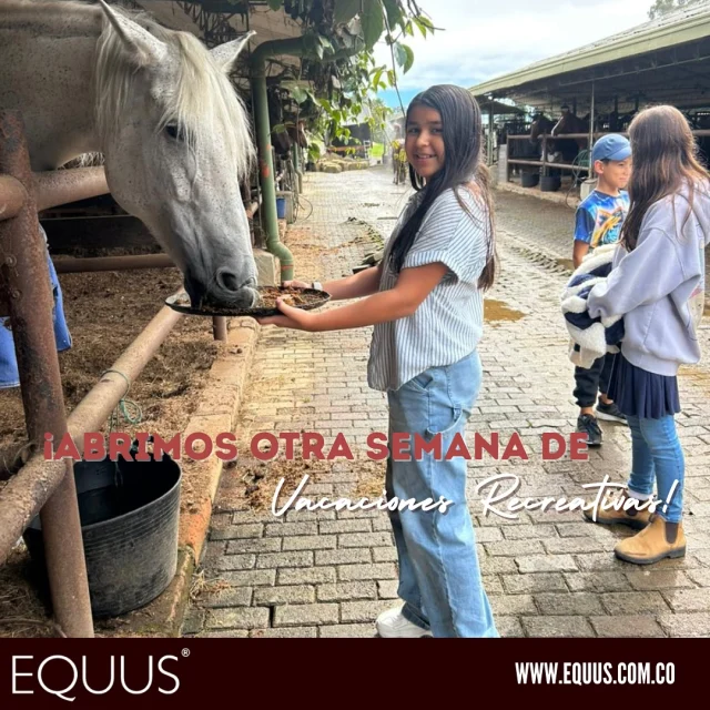 ✨🐴 ¡Buenas noticias, familias Equus! 🐴✨

Por petición de muchos papás… abrimos OTRA semana de Vacaciones Recreativas.

💥 Los niños no se quieren ir, y nosotros tampoco queremos que se lo pierdan.

⚠️ Quedan poquitos cupos.
Si estabas esperando señal, ¡es esta!

🌟 Más días de aventuras, aprendizaje y diversión rodeados de caballos.

🎯 Inscríbete YA y asegura el cupo de tu hijo antes de que se agoten.

👉🏼 Escríbenos para más información.