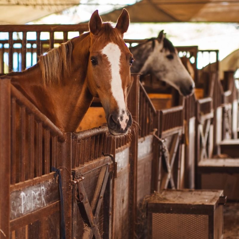 caballos administracion